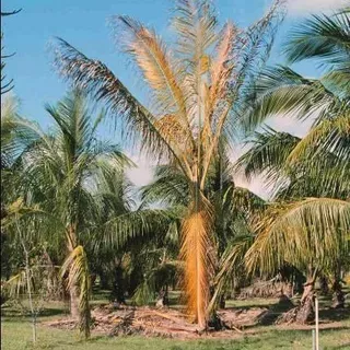 thumbnail for publication: Palm Diseases